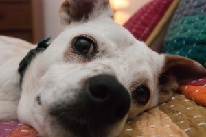Galileo, our epileptic canine